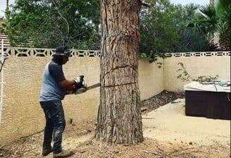 Man using a chainsaw to cut down a large tree in a backyard setting.